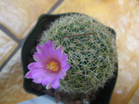 Mammillaria napina