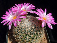 Mammillaria napina