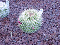 Mammillaria karwinskiana