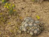 Mammillaria neopalmeri