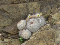 Mammillaria neopalmeri