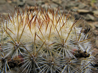 Mammillaria neopalmeri