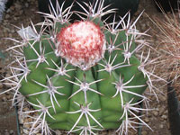 Melocactus neryi