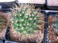 Mammillaria nivosa