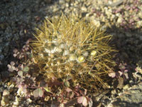 Mammillaria nivosa