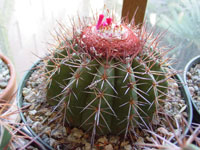 Melocactus oreas