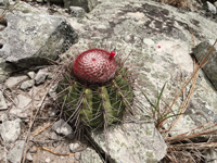 Melocactus oreas