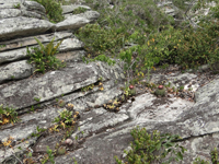 Melocactus oreas