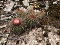 Melocactus oreas