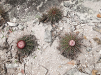 Melocactus oreas