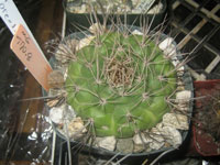 Matucana oreodoxa