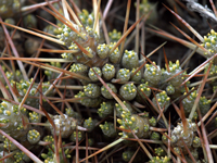 Maihuenia patagonica