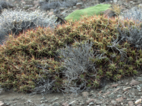 Maihuenia patagonica