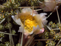 Maihuenia patagonica