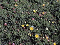 Maihuenia patagonica