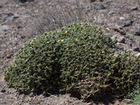 Maihuenia patagonica