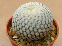 Mammillaria pectinifera