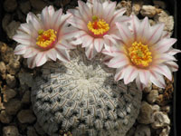 Mammillaria pectinifera