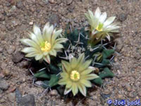 Mammillaria peninsularis