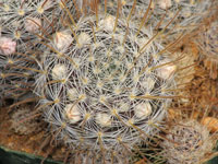 Mammillaria pennispinosa