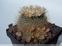 Mammillaria pennispinosa