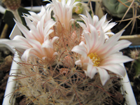 Mammillaria pennispinosa