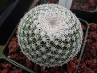 Mammillaria perbella