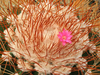 Melocactus perezassoi