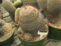 Mammillaria petrophila