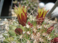 Mammillaria petrophila