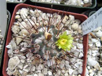 Mammillaria petrophila