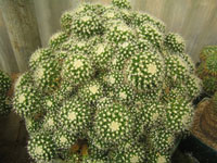 Mammillaria petrophila