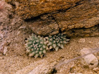 Mammillaria petrophila