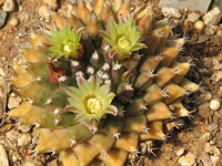 Mammillaria petrophila