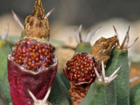 Mammillaria petrophila