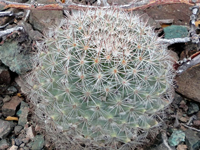 Mammillaria petrophila