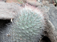 Mammillaria petrophila