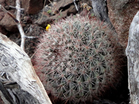 Mammillaria petrophila