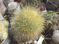 Mammillaria petterssonii