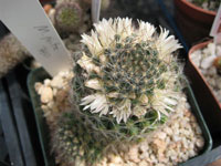 Mammillaria picta