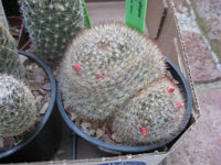 Mammillaria pilispina