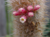 Micranthocereus polyanthus