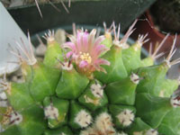 Mammillaria polyedra