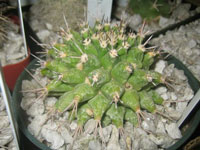 Mammillaria polyedra