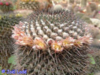 Mammillaria polyedra