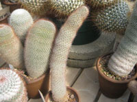 Mammillaria pottsii