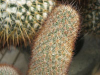 Mammillaria pottsii