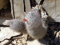 Mammillaria pottsii