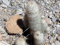 Mammillaria pottsii