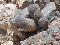 Mammillaria pottsii